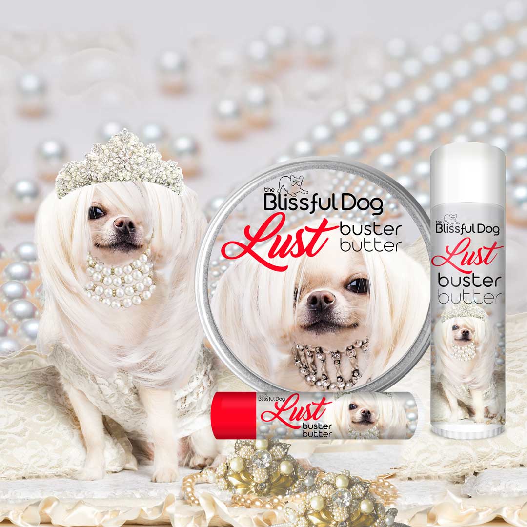 CHIHUAHUA DRESSED IN PEARLS